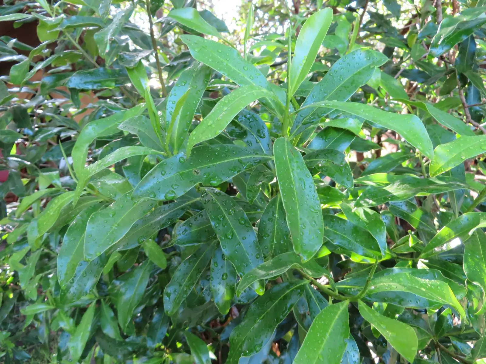 Warburgia