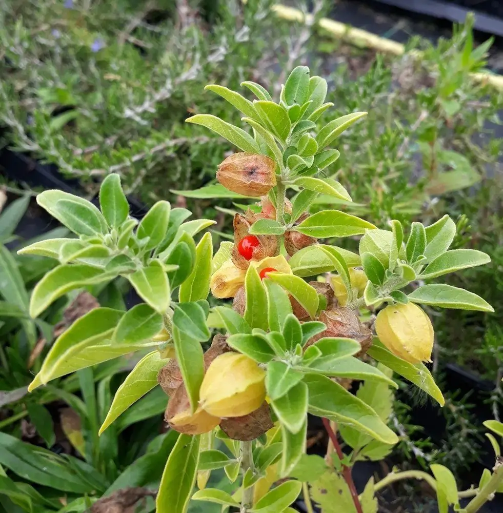 Ashwagandha