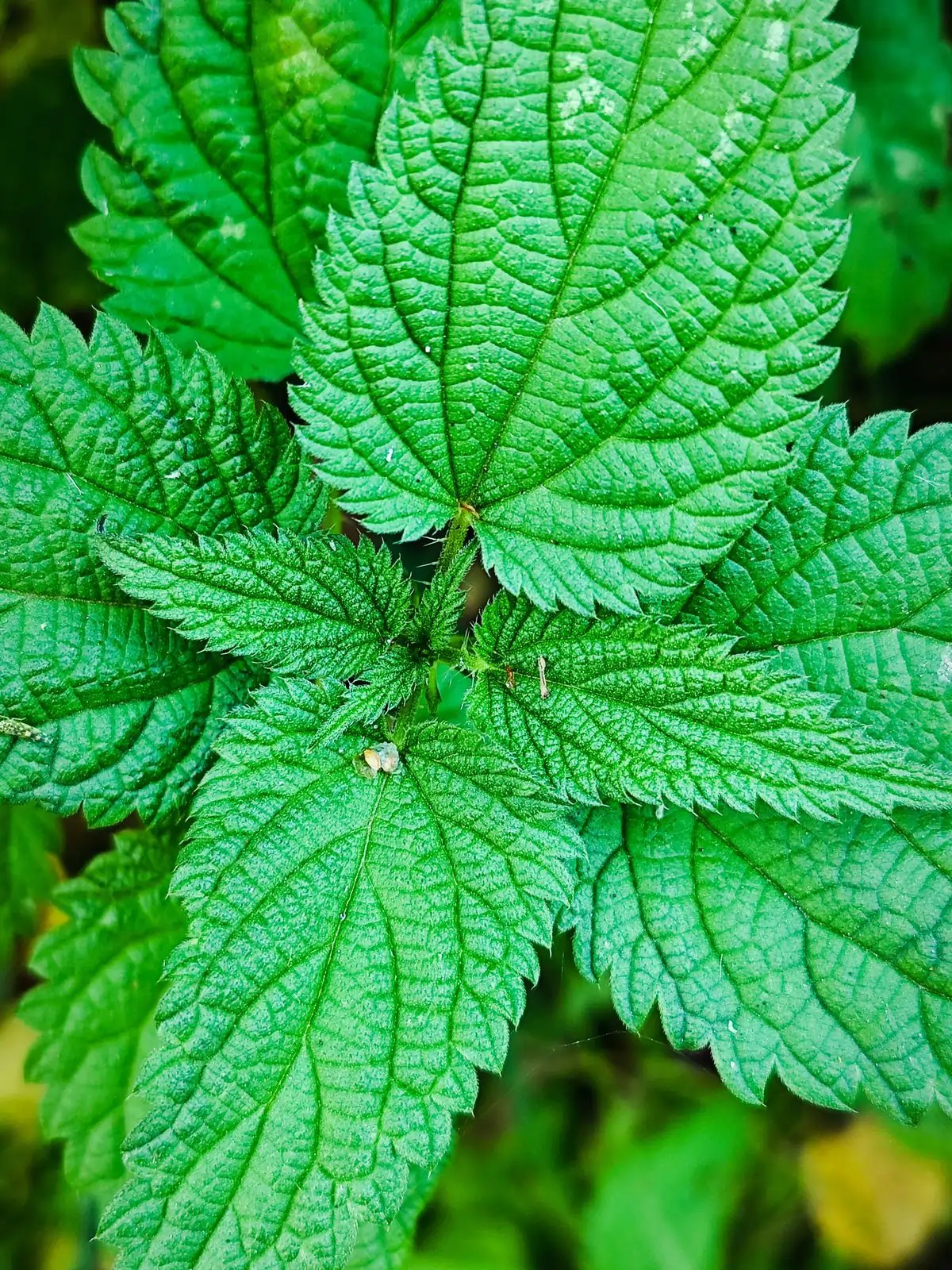 Nettle