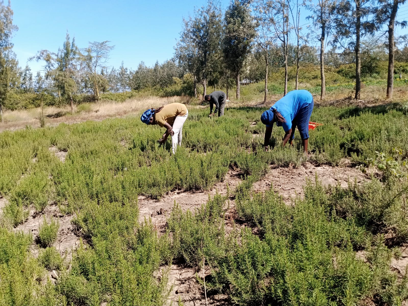 Farmers harvesting rosemary at a Msitu Naturals partner farm in Naro Moru, Kenya