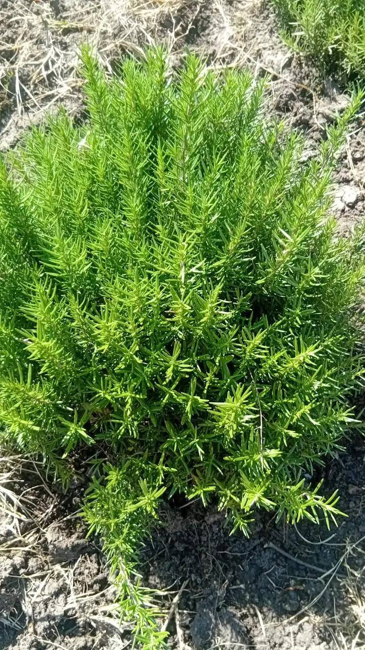 Fresh Herbs